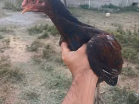 Chickens — zdjęcie 2