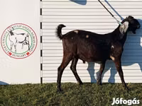 Kozioł, Nubian Goat — zdjęcie 5