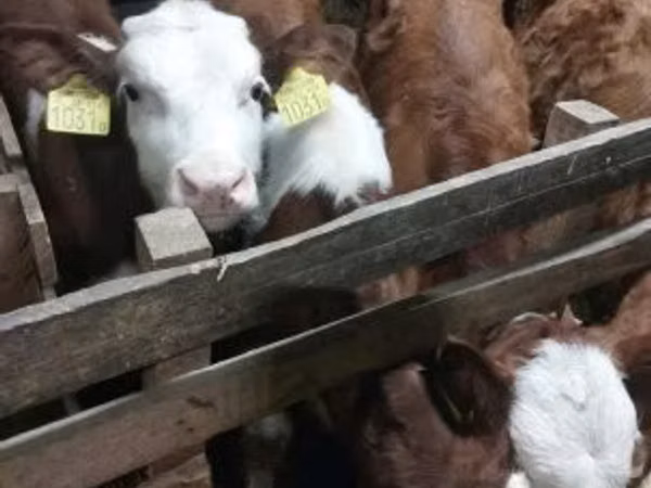 Taureau, Simmental cattle
