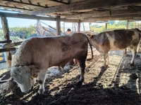 Býk, Charolais cattle — foto 2