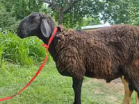 Baran, Blackheaded Persian sheep — zdjęcie 5