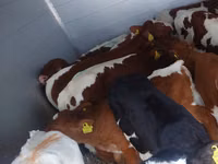 ثور, Simmental cattle — الصورة 3