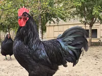 Australorp — zdjęcie 4