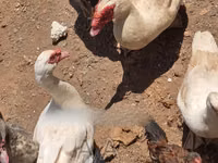 Ducks — foto 2
