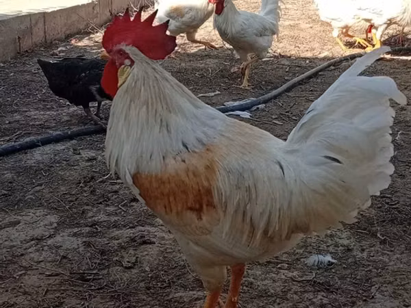 Chickens
