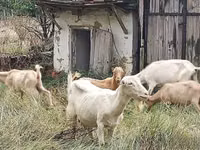 Ziegenbock, Ziegen — Foto 1