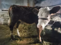 गाय, Swiss cattle — फ़ोटो 2