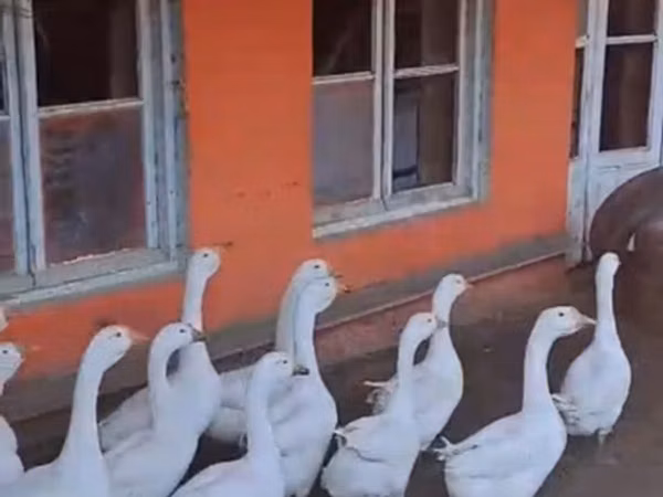Geese