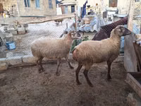 ცხვარი, ცხვრები — ფოტო 1