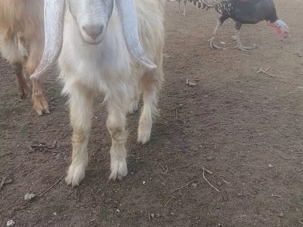 Boucs, Chèvres
