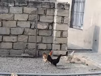 Chickens — foto 3