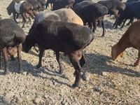 Ram, Sheep — photo 1