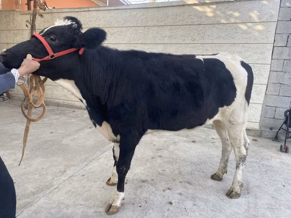 Vache, Race Holstein