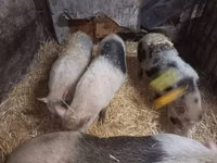 Sow, Pigs — photo 5