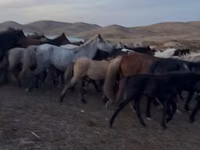 Jument, Kazakh horse — photo 3