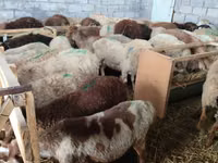 Ovce, Beulah Speckled face sheep — foto 3