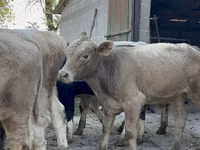 காளை, Swiss cattle — புகைப்படம் 1