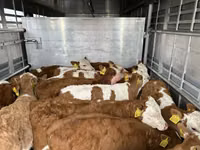 Byk, Simmental cattle — zdjęcie 4