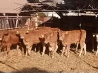 Touro, Vaca Limousine — foto 4