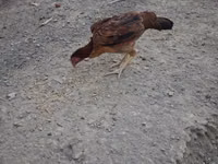 Guinea fowl — الصورة 5