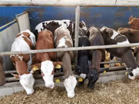 Taureau, Simmental cattle — photo 7