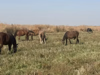 Kobyła, Horse breed — zdjęcie 3