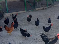 Australorp — Foto 3