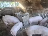 பெண் பன்றி, பன்றிகள் — புகைப்படம் 2