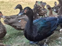 Ducks — foto 2