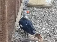 Hausente — Foto 8