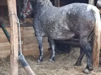 Klisna, Hungarian horse breed — foto 1