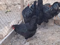 Australorp — foto 3