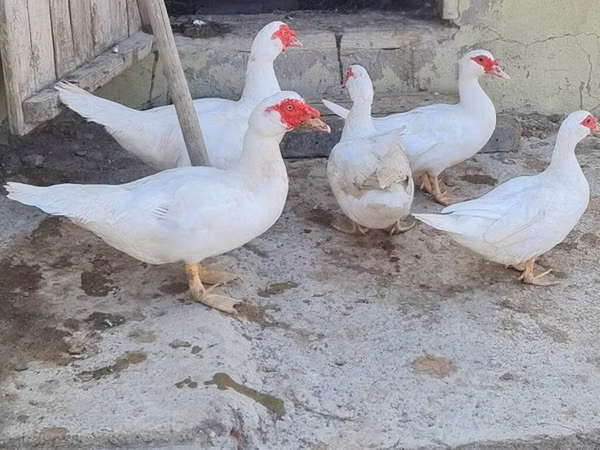 Ducks — Azerbaijan