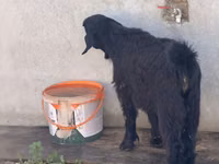 Ziege, Alpine goat — Foto 5