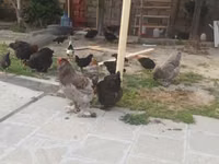 Brahma — foto 6
