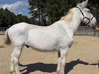 Aygʻir, Mule — 1-rasm