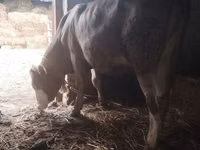 Vaca, Simmental cattle — foto 2