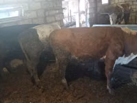 Taureau, Simmental cattle — photo 1