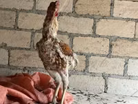 Chickens — foto 6