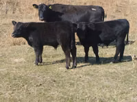 Taureau, Swiss cattle — photo 2