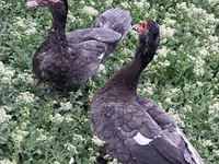 Ducks — الصورة 2