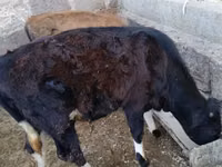 Bull, Cattle — photo 4
