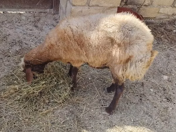 Ovce, Ovce — Ázerbájdžán