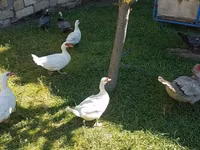 Ducks — Foto 8