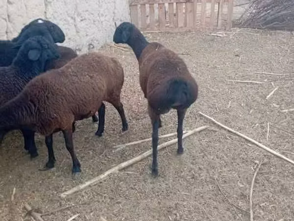Ovce (šarže, pohlaví neuvedeno), Ovce