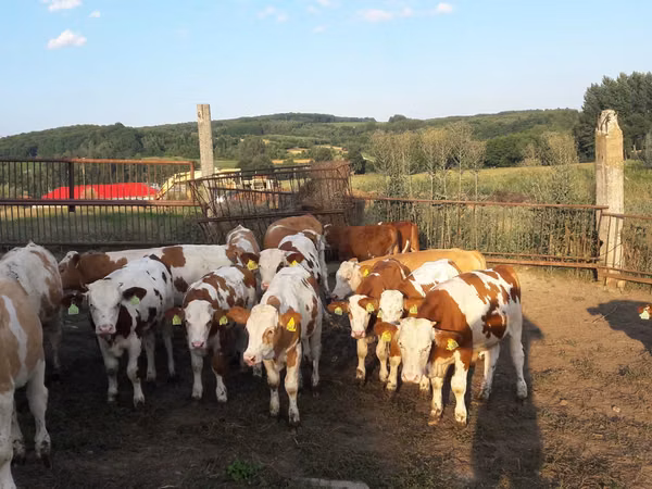 Buqa, Simmental cattle