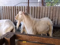 公山羊, Saanen goat — 照片 5