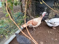 Turkeys — الصورة 2
