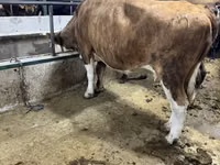 Krava, Simmental cattle — foto 3