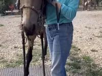 Cavalo, Missouri foxtrotter — foto 7
